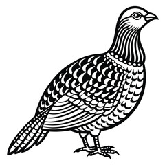 Ruffed Grouse vector illustration white background