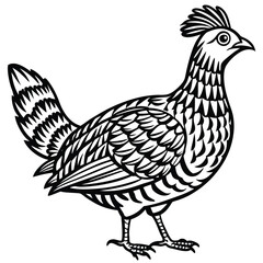 Ruffed Grouse vector illustration white background