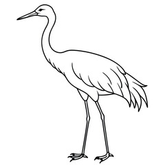 Obraz premium Sandhill Crane vector illustration white background