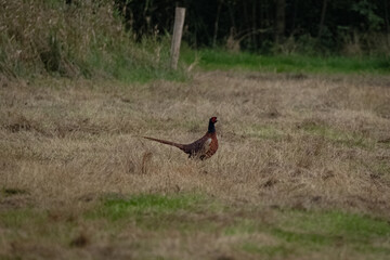 Male Common Pheasant (Phasianus colchicus) standing alert in an open field, showcasing its...