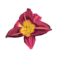 Beautiful daylily flowers set. Hand drawn illustration.