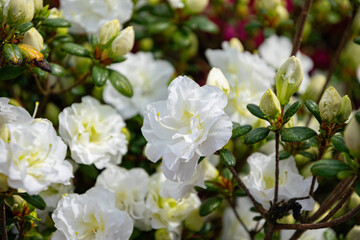 White rhododendron flowers in spring park