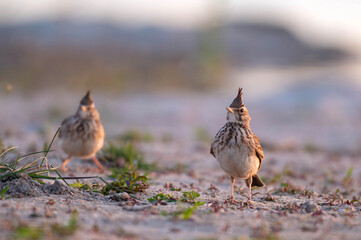 Crested Lark in the Wild