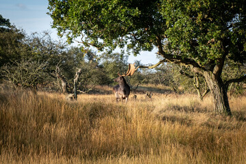 Fallow Deer (Dama dama) standing alert in its natural habitat, showcasing its elegant build, palmate antlers (in males), and dappled coat. Known for their calm demeanor and adaptability, fallow deer