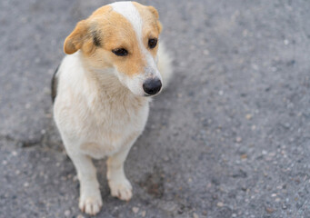 Dog sitting calmly on a gravel surface while observing its surroundings in a quiet neighborhood