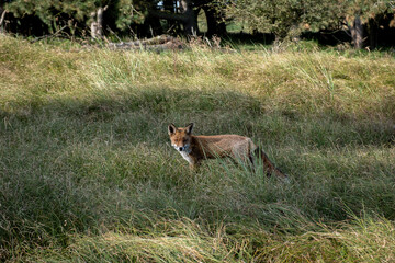 A red fox (Vulpes vulpes) stands gracefully in a forest clearing, its fiery orange fur glowing in the soft sunlight. With keen eyes and an alert stance, it embodies both cunning and beauty in the