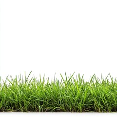Fototapeta premium Close-up of vibrant green grass against white background (2)