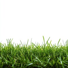 Fototapeta premium Close-up of vibrant green grass against white background (3)