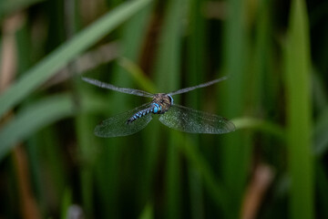 Male Black-tailed Skimmer (Orthetrum cancellatum) resting on a sunlit stone, its slender blue...