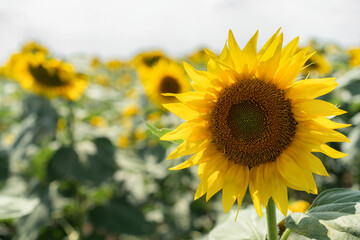 Bright sunflowers bloom in a vibrant field under a clear sky during late summer