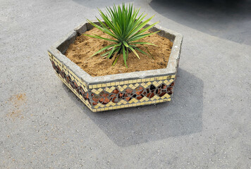 Garden yucca in concrete flower pots outdoor flower girl.