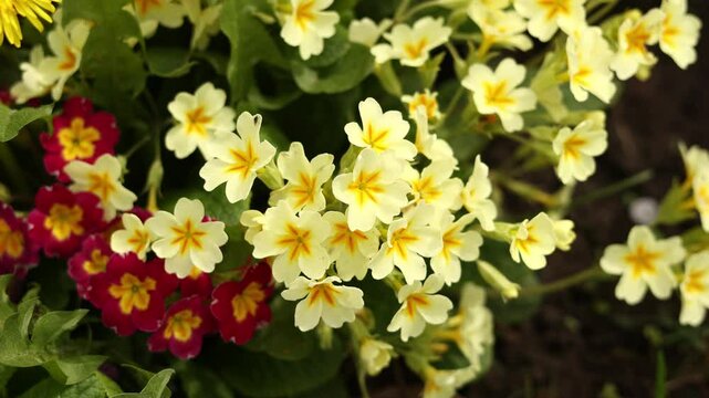 Delicate vibrant yellow and red primula vulgaris moving on wind, known as, stangellose Schlusselblumen, or garden primroses, awakening of spring. Idea for postcards, greetings, invitations, posters