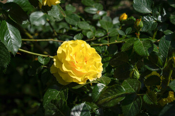 Bright yellow rose blooming in a lush garden setting during late afternoon sunlight