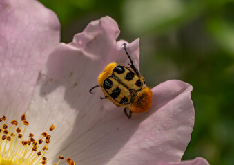 Bee beetle (Trichius fasciatus) on a wild rose petal. Close-up macro of pollinator insect with vivid natural colors and floral details