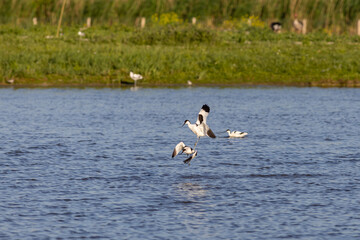 Fototapeta premium Pied avocets fighting in shallow water marsh