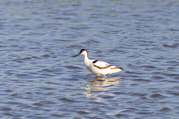 Pied avocet Recurvirostra avosetta wading