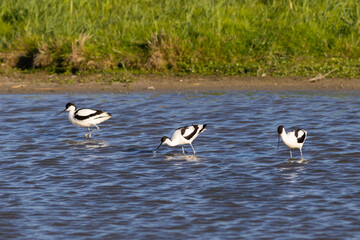 Pied avocet Recurvirostra avosetta wading birds feeding in shallow water