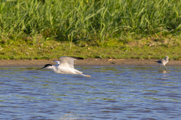 Pied avocet Recurvirostra avosetta flying