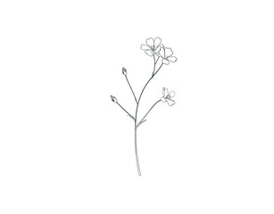 Delicate Flax Flower Outline with Buds and Five Petal Blooms