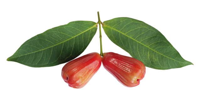 Rose apples or Chomphu (Syzygium samarangense) a tropical fruit with green leaves isolated on transparent background. Oher names wax apple, Java apple, Semarang rose-apple, and wax jambu