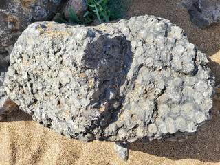 A large fragment of igneous rock. Conglomerate Sedimentary rock.
