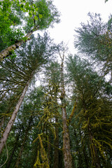 Fototapeta premium Towering Evergreen Trees in a Tranquil Forest Canopy, Squamish, BC.