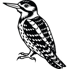 Yellow Belleid Sapsucker vector illustration white background