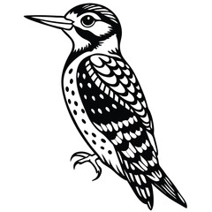 Obraz premium Yellow Belleid Sapsucker vector illustration white background