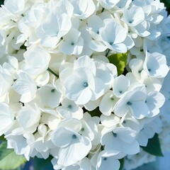 Close up of white hydrangea flowers