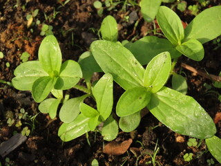 Zinnias seedlings growing in a gardening bed. Seedlings growing in a garden bed. 