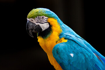 parrot perico ave fondo negro multicolor colorfull colorido naturaleza wildlife animales aves cotorro colores 