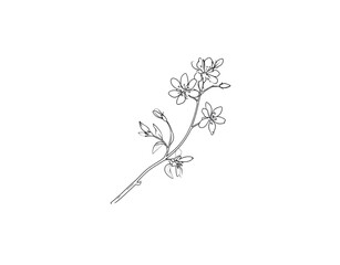 Delicate Floral Branch with FivePetaled Blossoms and Budding Leaves Outline