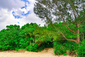 Obraz premium 石垣島の浜辺の奥に広がる緑豊かな道