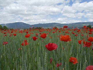 Vibrant Poppy Field with Mountain View