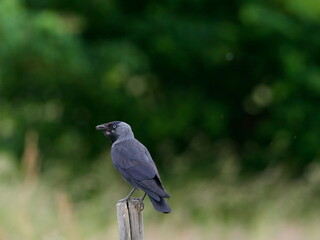 jackdaw on a pole