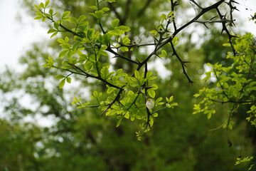 Young Leaves and Thorns of the Trifoliate Orange