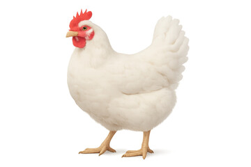 Fototapeta premium White hen standing upright, showcasing soft feathers, bright red comb, representing farm life, perfect for egg-related themes. Isolated on white background or PNG
