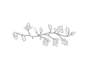 Fototapeta premium Elegant silver leaf vine with intricate details and delicate tendrils design