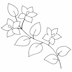 Obraz premium Bougainvillea coloring page simple and minimal line art illustration on white background