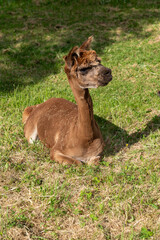 This photograph shows a brown alpaca lying on a patch of green grass with dry areas. With a fence and flourishing plants in the background, the scene exudes a relaxed, natural, and rustic mood