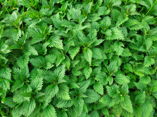 Background of spring fresh green stinging nettles