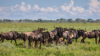 Herd Wildebeest South Serengeti National