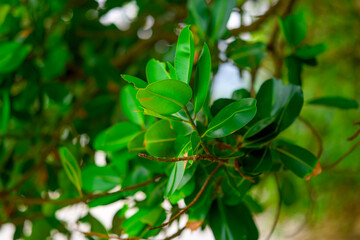  石垣島の自然に輝く新緑の葉をクローズアップ