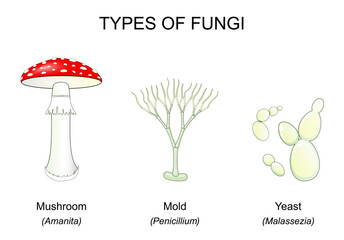 Types of fungi. Mushroom, Yeast, Mold. © designua