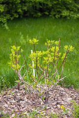 young green shoots of bush