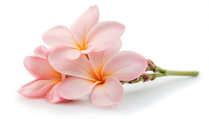 Pink Plumeria Flowers with White Background.