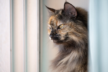 Close up portrait of a long haired cat, in soft light