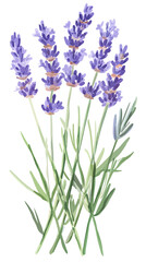 Watercolor style vector illustration of blooming lavender flowers with green stems and leaves, minimalist botanical design on white background