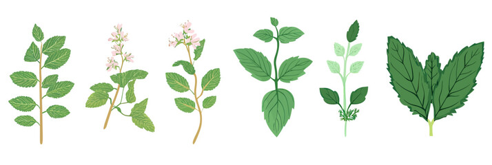 Vector illustration of various mint leaves and flowering mint stems with detailed green foliage in flat minimalist style botanical herb collection design