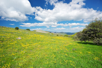 Mountain meadow and yellow flower at day.